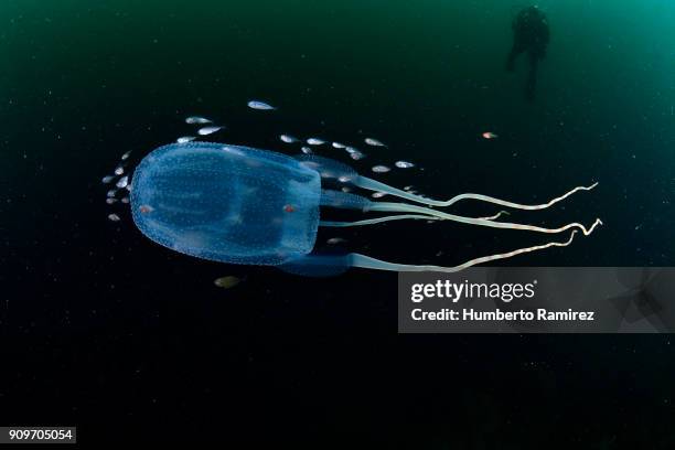 sea wasp and diver. - zeewesp stockfoto's en -beelden