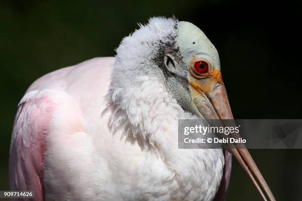 roseate spoonbill close-up - platalea ajaja stock pictures, royalty-free photos & images