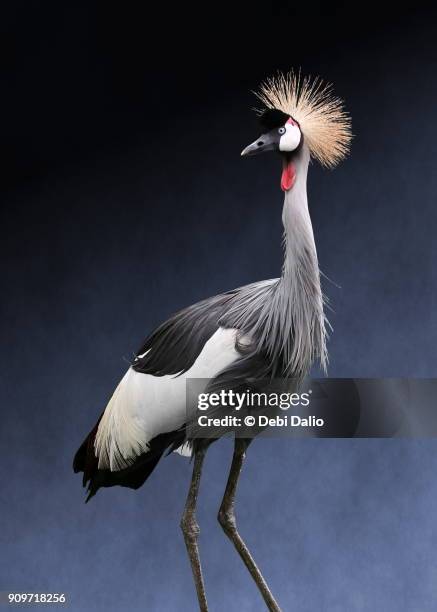 grey crowned crane - grey crowned crane stockfoto's en -beelden