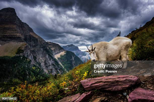 rocky mountain goat - parque nacional glacier fotografías e imágenes de stock
