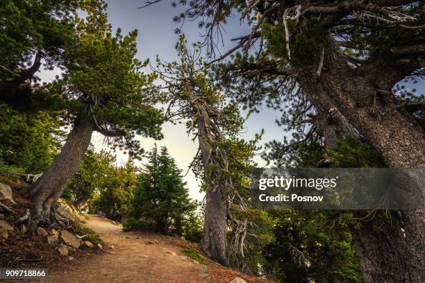 whitebark pines - pinus albicaulis stock pictures, royalty-free photos & images