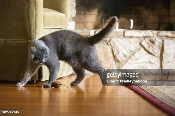 gray scottish fold cat playing with toy mouse in living room - cat walking stock pictures, royalty-free photos & images