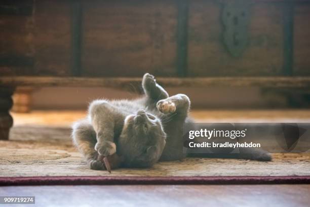 gato fold escocés gris jugando con el ratón de juguete en la sala de estar - alfombra raton fotografías e imágenes de stock