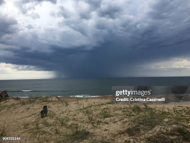 into the storm - pets thunderstorm stock pictures, royalty-free photos & images