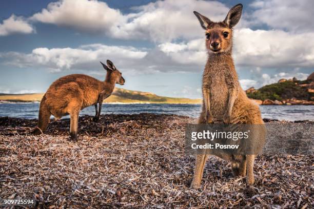 lucky bay wallaby - wallaby stockfoto's en -beelden