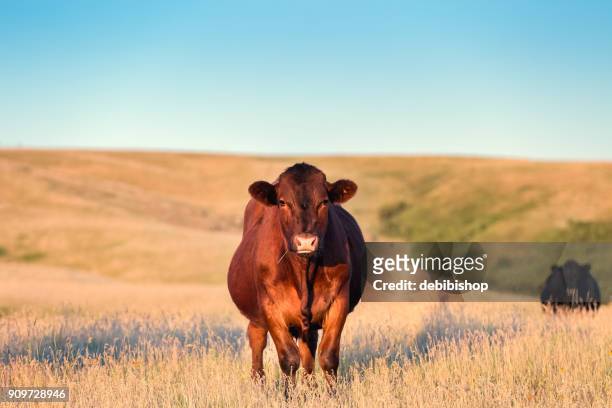 röd angus ko står i gyllene gräs på en montana ranch tittar mot kameran visa. - biffkor bildbanksfoton och bilder