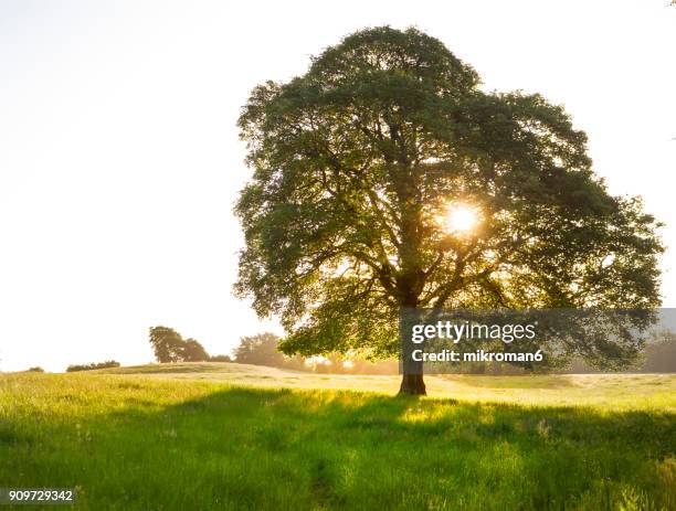 sun rays through tree tops, co.tipperary, ireland - county tipperary stock pictures, royalty-free photos & images