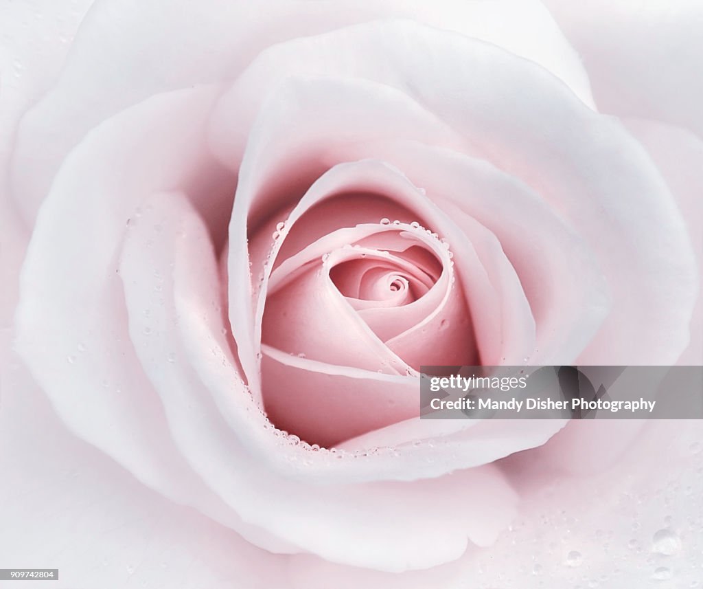 Rose Image Link Rose High-Res Stock Photo - Getty Images