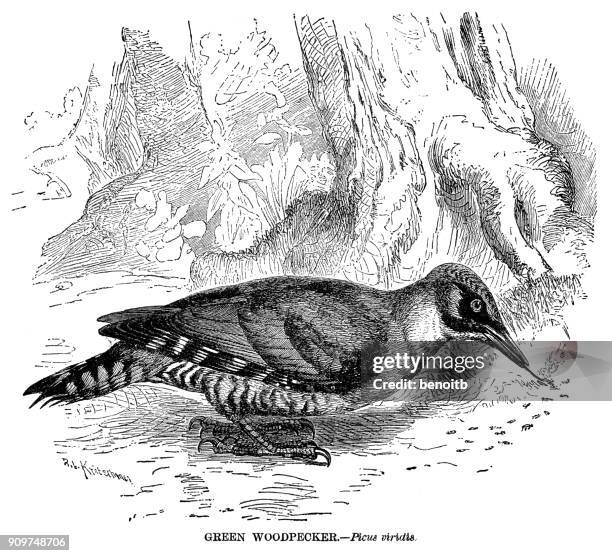 green woodpecker - european green woodpecker stock illustrations