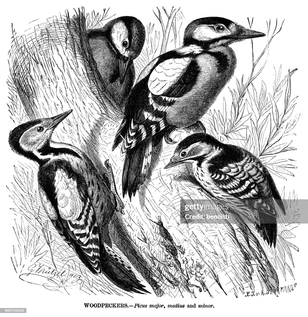 Woodpeckers