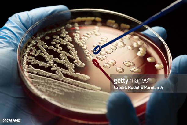 mrsa bacteria - bacteria cultures stock pictures, royalty-free photos & images
