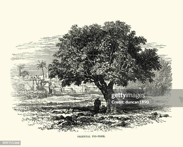 fig tree in the holy land, 19th century - ficus sycomorus stock illustrations