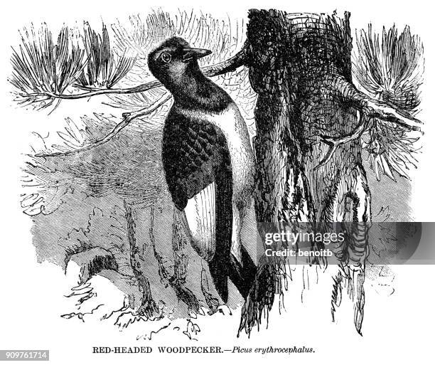 red-headed woodpecker - red headed woodpecker stock illustrations
