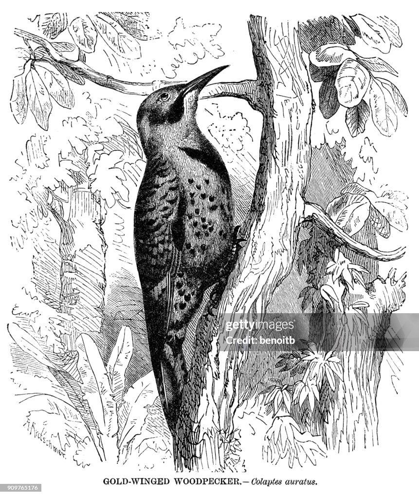Gold-winged Woodpecker