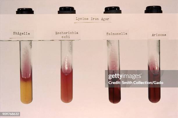 Photograph of four test tubes with different bacteria cultures distinguished using lysine iron agar slant test, 1961. Image courtesy CDC/Dr. Edwards.