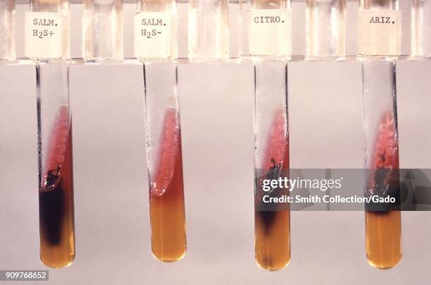 Photograph of four test tubes with different bacteria cultures distinguished using the TSI agar slant test, 1966. Image courtesy CDC/M. M. Galton.