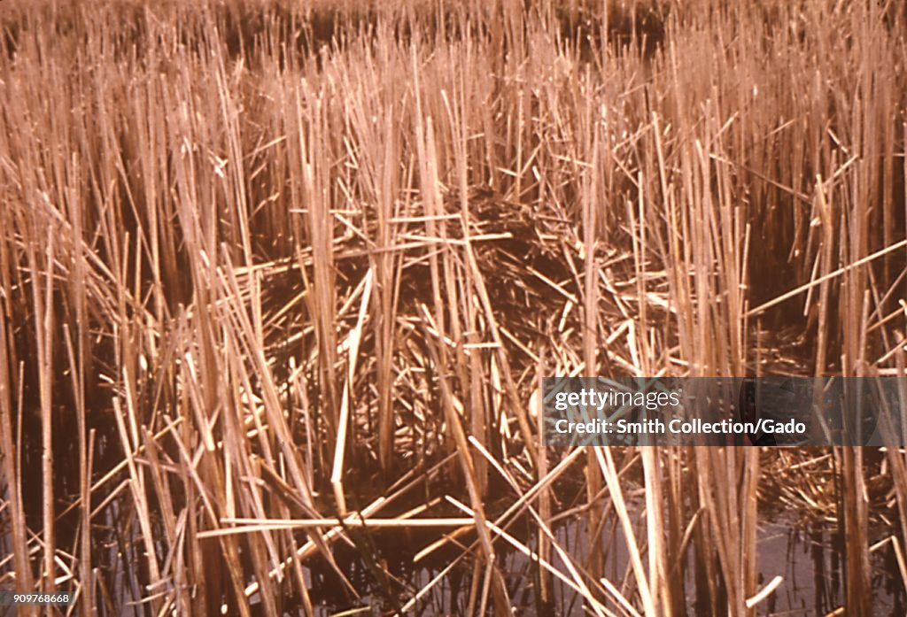Muskrat Push-Up House