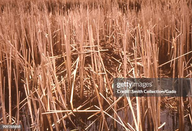 Photograph of a push-up between reeds, a typical house built by muskrats which are carriers of the bacterium Francisella tularensis, the causative...