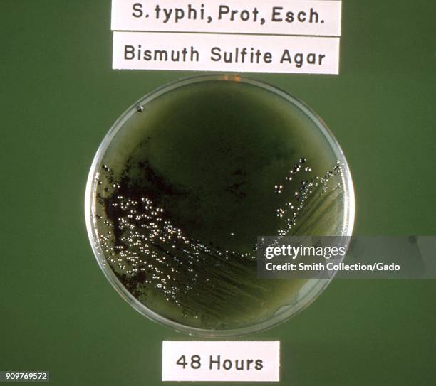 Photograph of a Petri dish with S typhi, E coli and Proteus sp bacteria cultured on bismuth sulfite agar medium, after 48 hours of incubation, 1964....