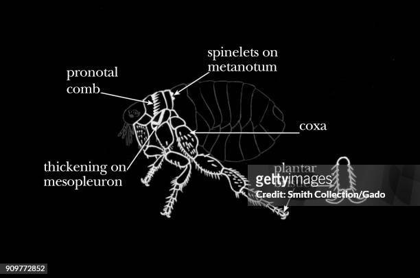Fleas common identifying characteristics found on the thorax, illustration, 1976. Image courtesy Centers for Disease Control .