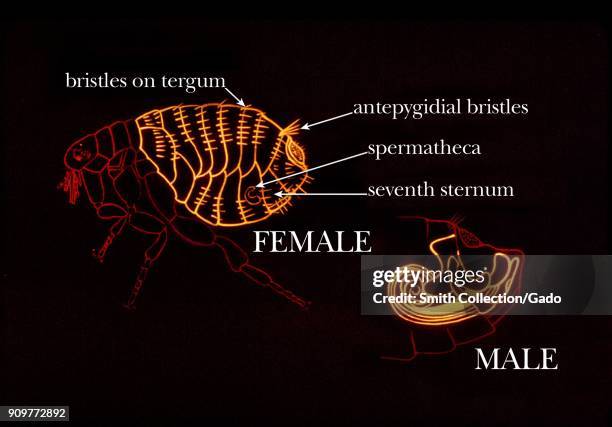 Fleas common identifying characteristics found on the abdomen, illustration, 1976. Image courtesy Centers for Disease Control .