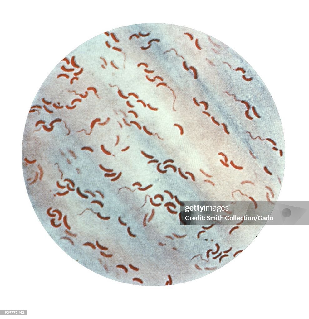 Flaggellated Bacteria