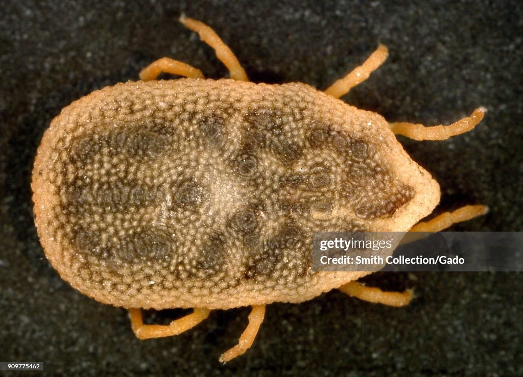 Bat Tick (Carios Kelleyi)
