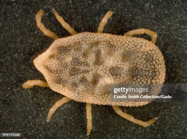 Macro photograph showing dorsal view of a Bat tick , known carriers of spotted fever and relapsing fever, 2003. Image courtesy CDC/William L....