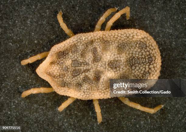 Macro photograph showing dorsal view of a Bat tick , known carriers of spotted fever and relapsing fever, 2003. Image courtesy CDC/William L....