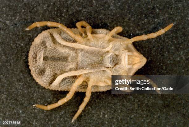 Macro photograph showing ventral view of a Bat tick , known carriers of spotted fever and relapsing fever, 2003. Image courtesy CDC/William L....