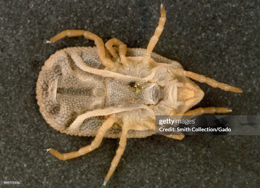 Bat Tick (Carios Kelleyi)