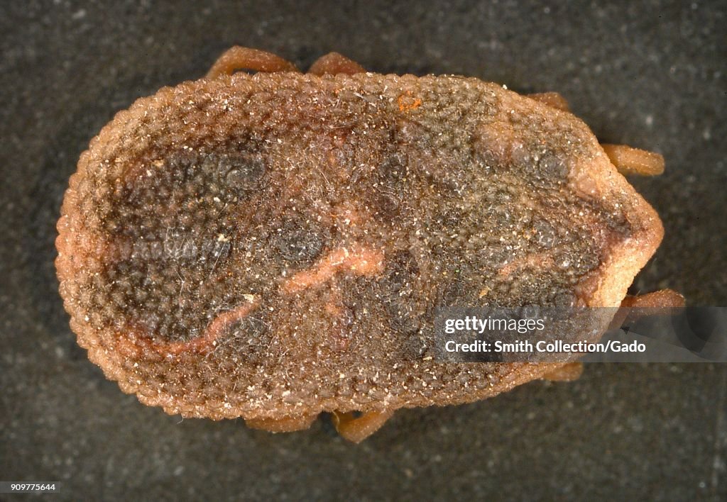 Bat Tick (Carios Kelleyi)