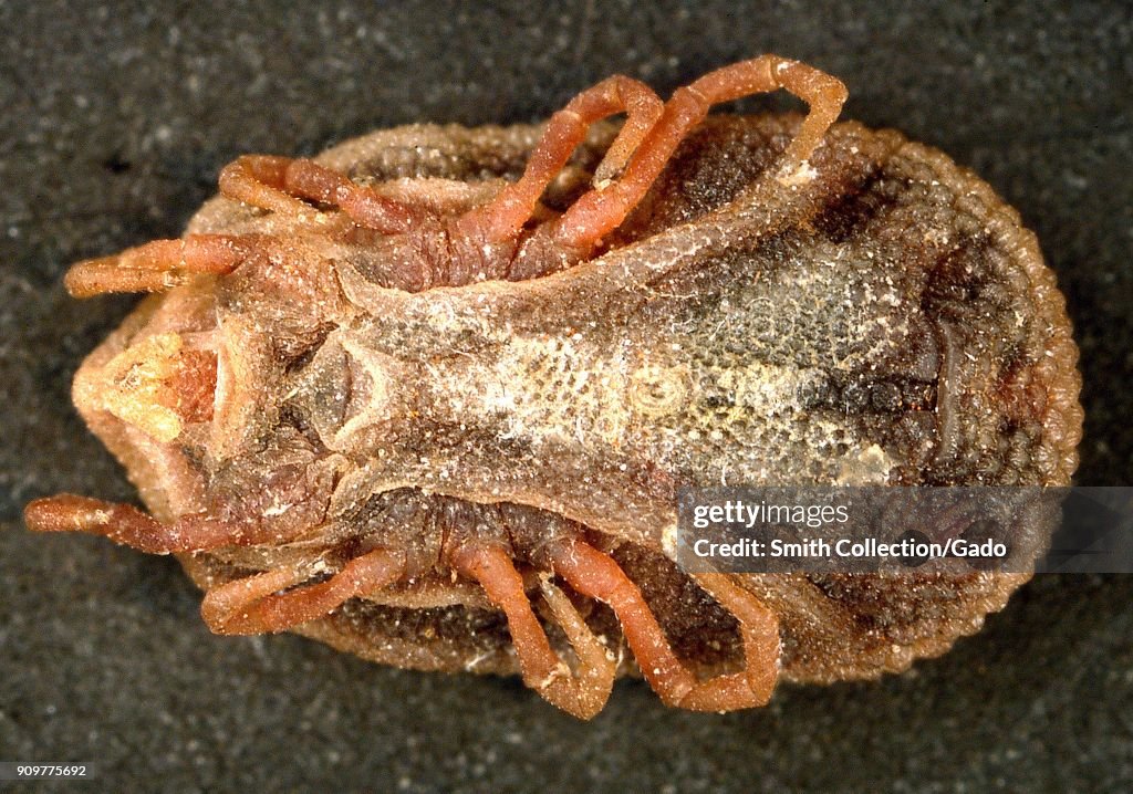 Bat Tick (Carios Kelleyi)