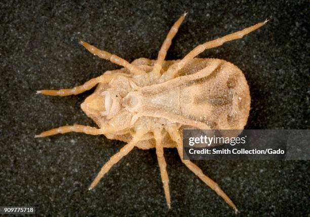 Macro photograph showing ventral view of a Bat tick , known carriers of spotted fever and relapsing fever, 2003. Image courtesy CDC/William L....