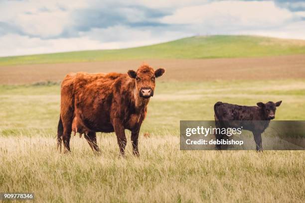 red angus koe met black angus kalf status in montana prairie gras op zoek naar camera - aberdeen angus stockfoto's en -beelden