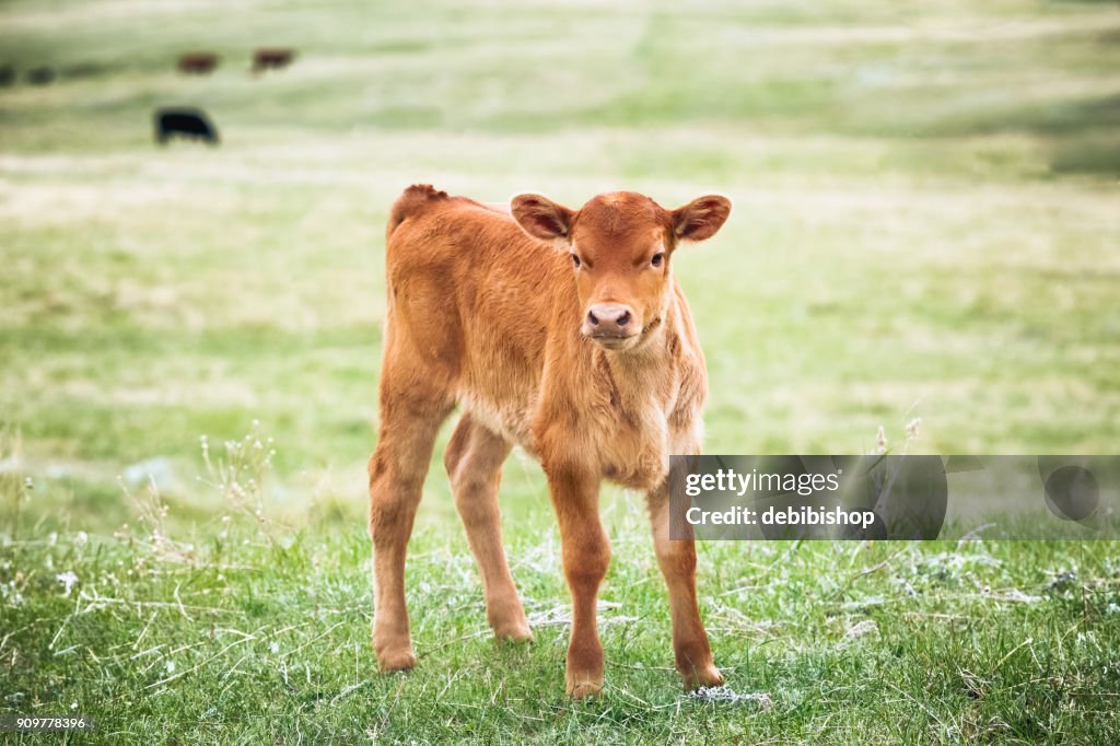 Red Angus calf standing in green grass of a Montana ranch pasture