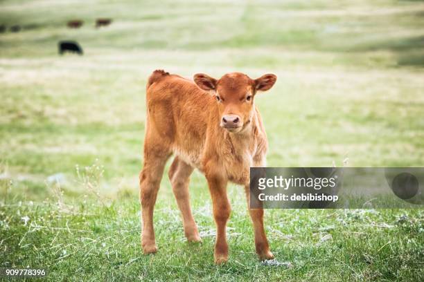 red angus calf standing in green grass of a montana ranch pasture - baby cow stock pictures, royalty-free photos & images