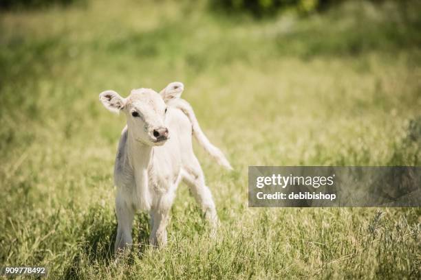 white charolaise calf standing in green grassy meadow - baby cow stock pictures, royalty-free photos & images