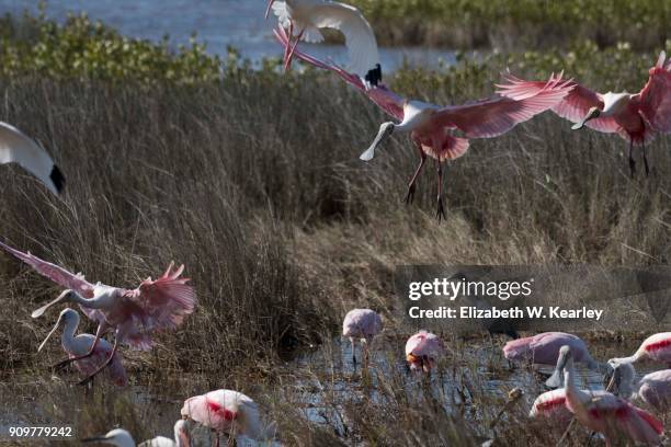 flying white ibis and roseate spoonbills - merritt island national wildlife refuge stockfoto's en -beelden