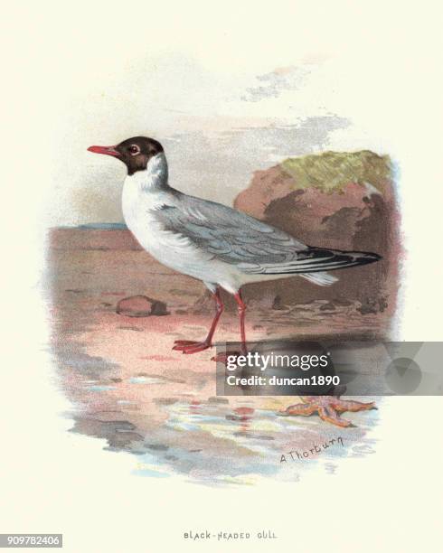 naturgeschichte - vögel - black-headed gull - lithographie stock-grafiken, -clipart, -cartoons und -symbole