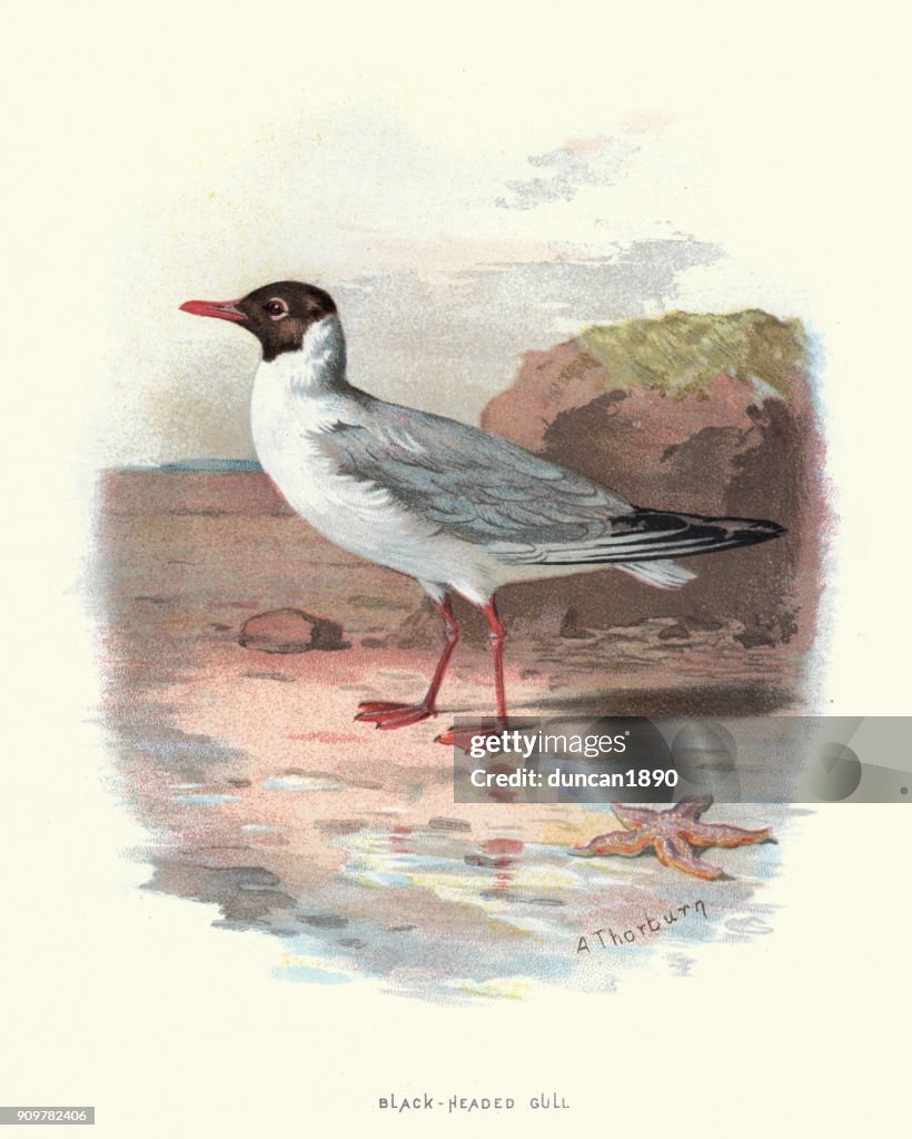 Natural History - Birds - Black headed Gull