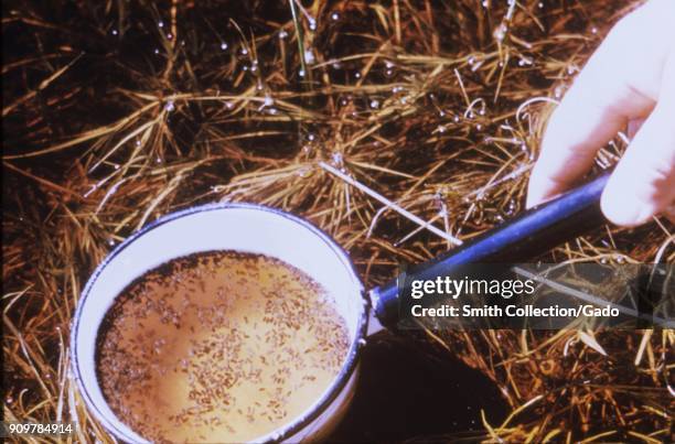 Photograph with a close up of a dipper with a water sample full of mosquito pupae held by an entomologist hand over hay, during investigations for...