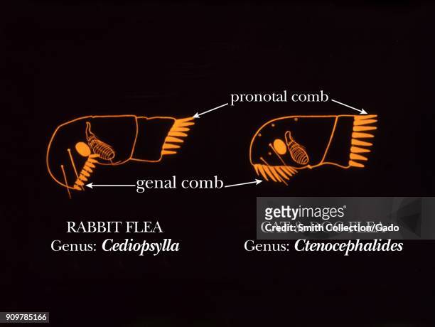 Illustration of flea morphology with both genal and pronotal combs, the presence of which indicates either of the two genera, rabbit fleas or cat and...