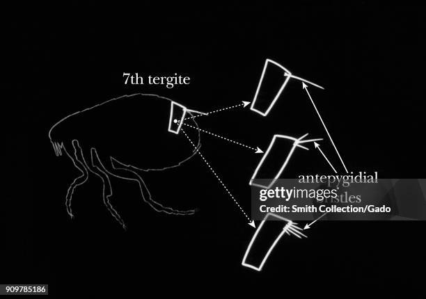 Tergite Insect Tergite Photos and Premium High Res Pictures - Getty Images
