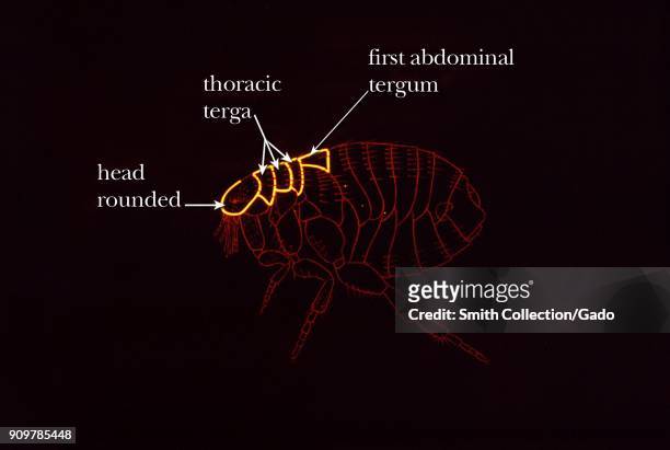 Illustration of cat flea identifying characteristics, a rounded head and thorax with larger length than the first abdominal plate, 1976. Image...