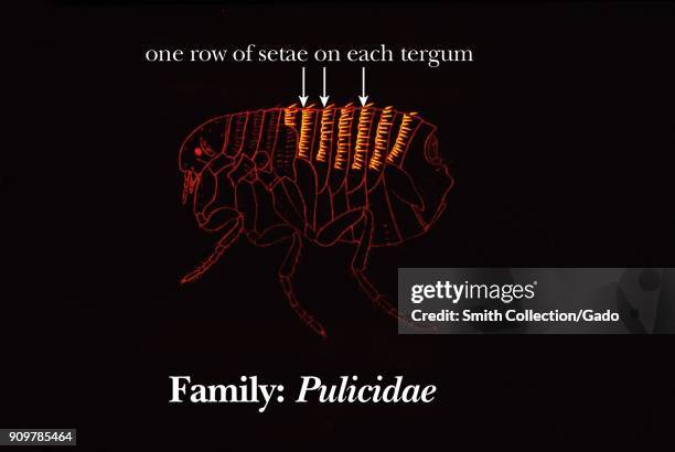 Illustration of the abdomen terga morphology of fleas from the family Pulicidae, with one row on setae on each terga , 1976. Image courtesy CDC.