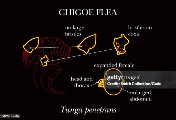 Illustration of the chigoe flea , its identifying morphologic characteristics of small bristles on the head and sparse bristles on the inner coxa,...