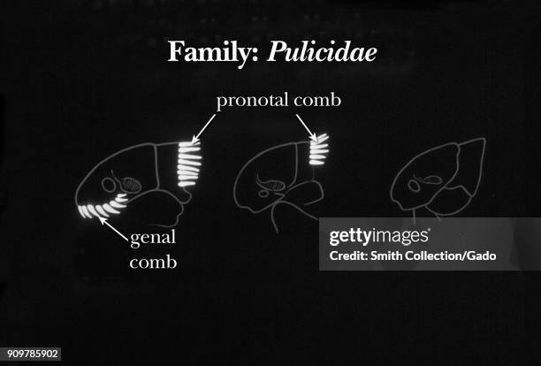 Illustration of the pronotal and genal combs used in identifying fleas belonging to the most common and important flea family Pulicidae, 1976. Image...