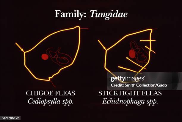 Illustration of the angles in head morphology of the flea family Tungidae with its two species chigoe and sticktight species, 1976. Image courtesy...