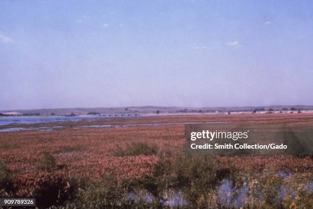 Landscape photograph of pink flowering vegetation at the marshy edge of a lake reservoir set in a flat, grassy area, taken as part of an...